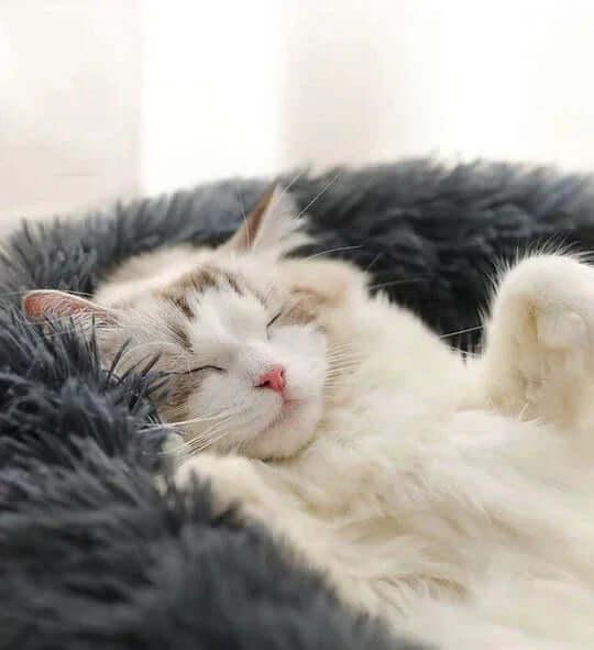 Coussin Apaisant Chat - Anti Stress